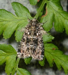 Callopistria latreillei