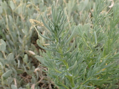 Suaeda maritima
