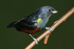 Euphonia pectoralis