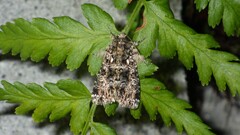Callopistria latreillei