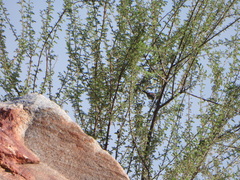 Amphispiza bilineata