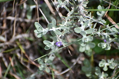 Stemodia lanata