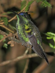 Thalurania glaucopis