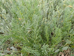 Suaeda maritima