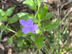 Ruellia nudiflora