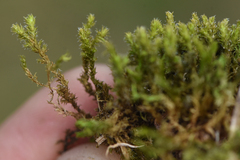 Racomitrium lanuginosum