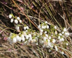 Erica fimbriata