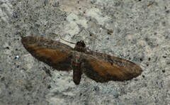 Eupithecia icterata