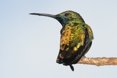 Anthracothorax nigricollis