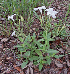 Ruellia metziae