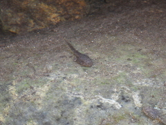 Pseudacris cadaverina