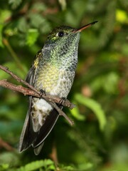 Chrysuronia versicolor