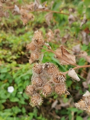 Arctium tomentosum