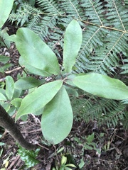 Pittosporum ralphii