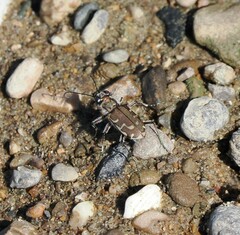 Cicindela repanda