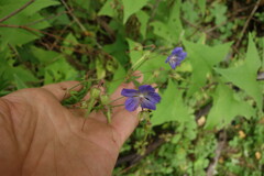 Geranium pratense