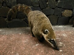 Nasua nasua