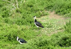 Threskiornis spinicollis
