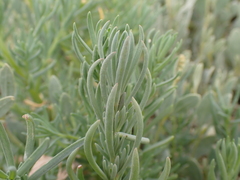 Suaeda maritima