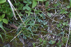 Sibbaldia procumbens