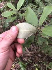 Pittosporum ralphii