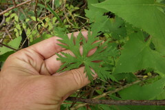 Geranium pratense