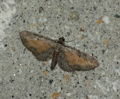 Eupithecia icterata