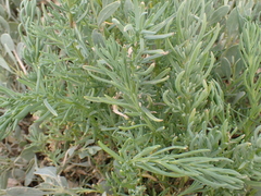 Suaeda maritima