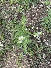 Ruellia nudiflora
