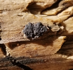 Jackrogersella multiformis