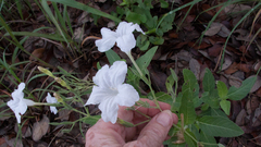 Ruellia metziae