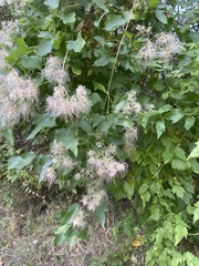 Clematis ligusticifolia
