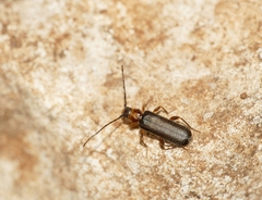 Phymatodes lividus