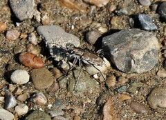 Cicindela repanda