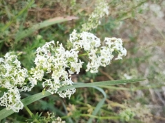 Galium album
