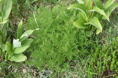Pulsatilla occidentalis