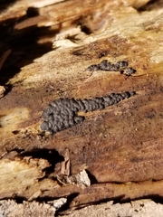 Jackrogersella multiformis