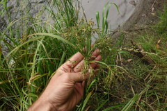 Scirpus sylvaticus