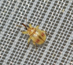 Pericartiellus durieui