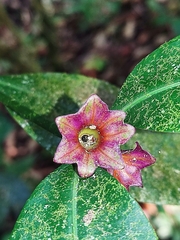 Psychotria nuda