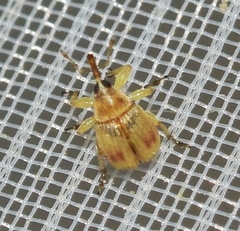 Pericartiellus durieui