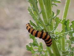 Tyria jacobaeae
