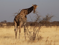 Giraffa camelopardalis angolensis