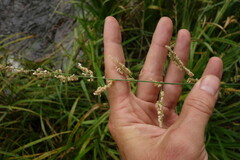 Beckmannia syzigachne