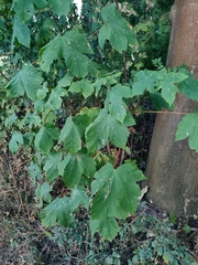 Acer pseudoplatanus