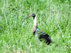 Threskiornis spinicollis