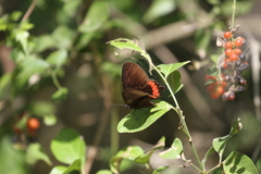 Biblis