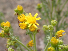 Senecioninae