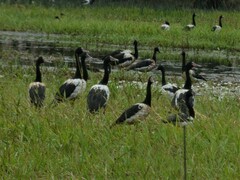 Anseranas semipalmata