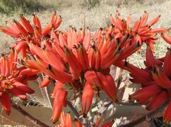 Aloe hereroensis
